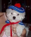 Madylin's dog Roxie, she is a Coton de Tulear